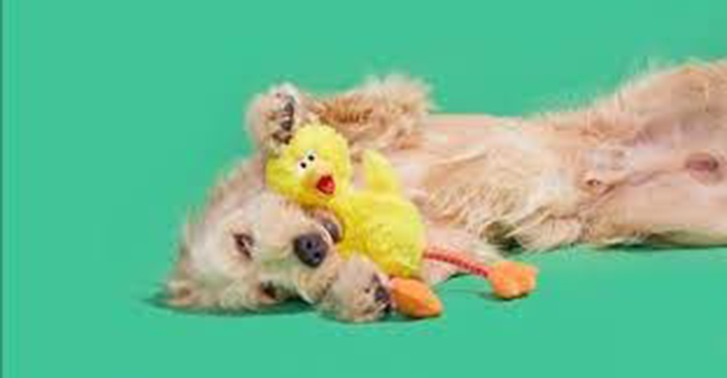 Light brown dog lying on its back against a green background while holding a yellow bird plush toy with orange legs.
