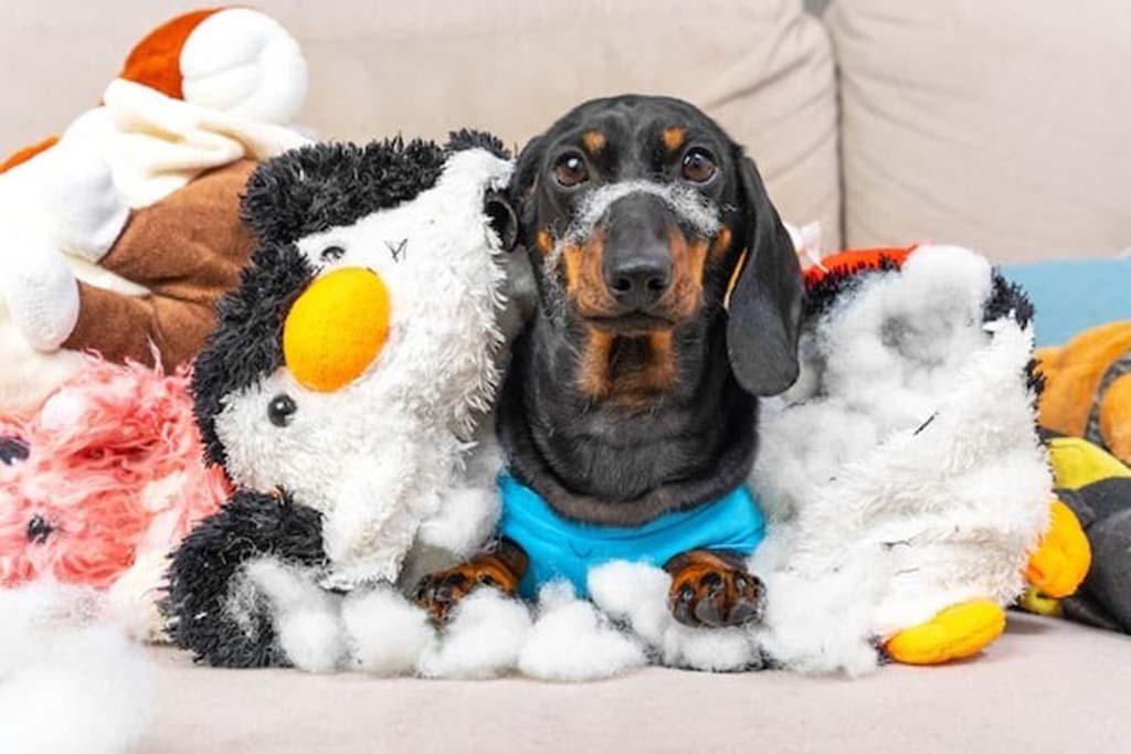 A dachshund dog in a blue shirt sitting among ripped plush toys with stuffing scattered around.