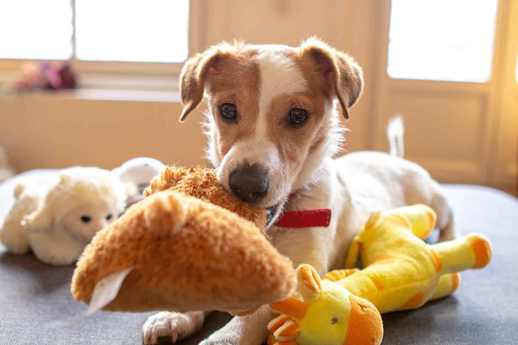 Small brown and white dog with a red collar chewing on a plush toy while surrounded by other stuffed animal toys on a couch.