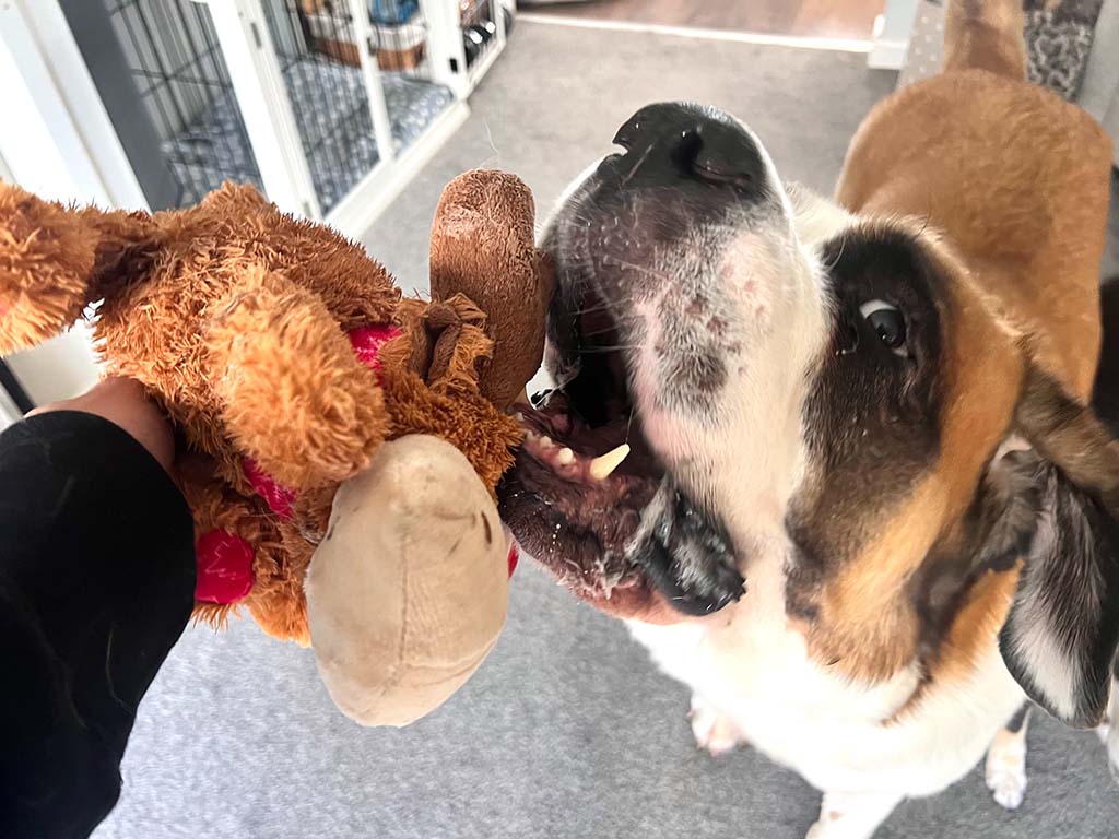 Large dog biting and tugging a stuffed plush toy held by a person indoors.