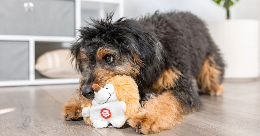 Black and brown dog lying on the floor, gently biting a white plush toy with a "press here" button.