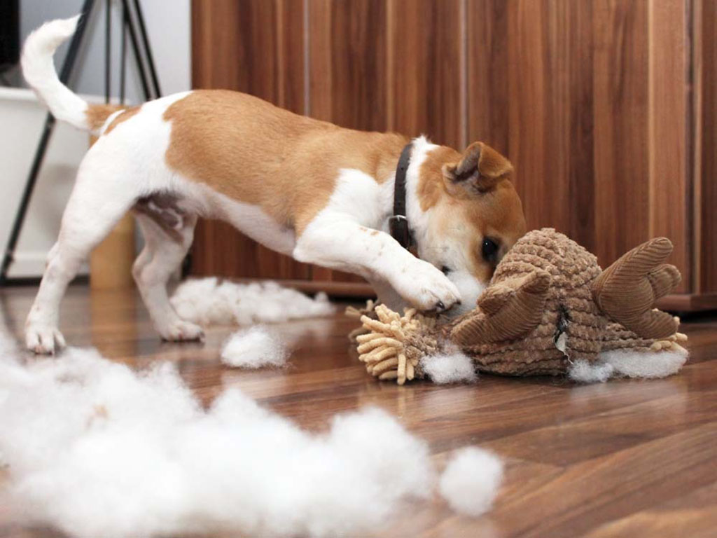 Brown and white dog tearing apart a plush toy with stuffing scattered on the wooden floor.