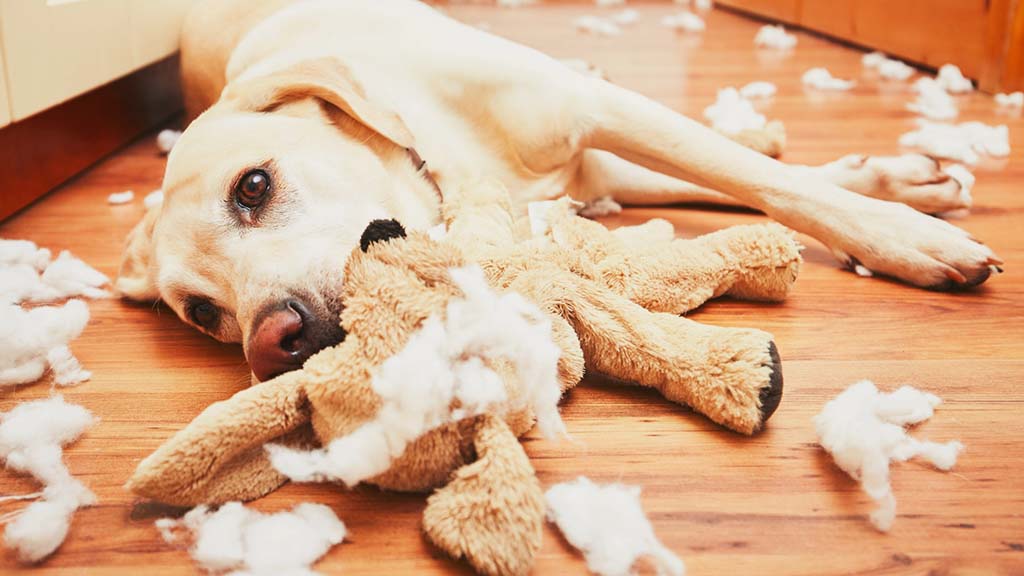 Yellow Labrador lying on the floor chewing a stuffed animal toy with white stuffing scattered around.
