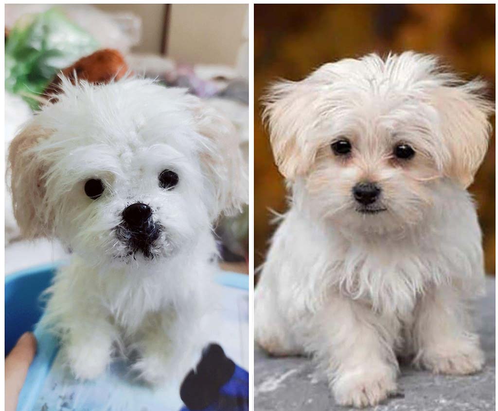 Side-by-side comparison showing a real white puppy on the right and a custom plush replica of the puppy on the left.