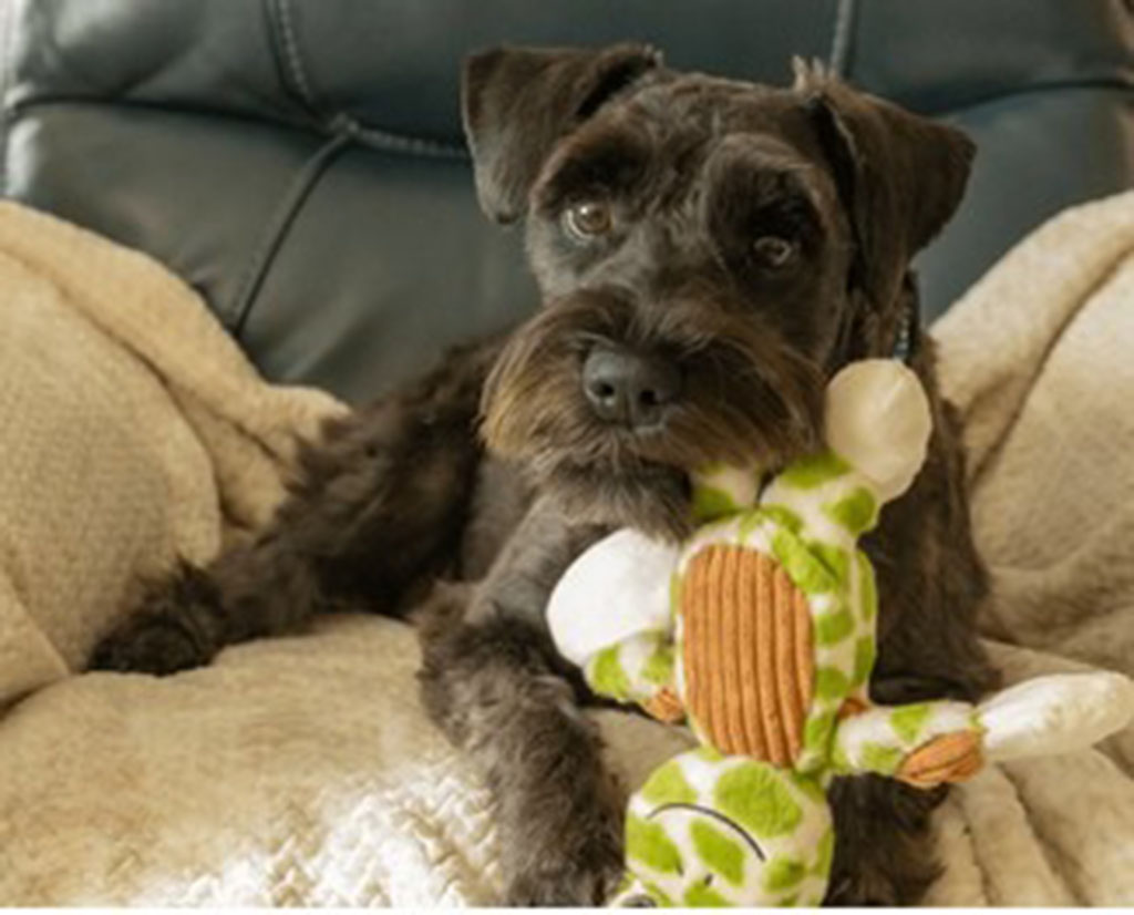 Black mini schnauzer dog lounging on a beige blanket while holding a green and white squeaky plush toy.