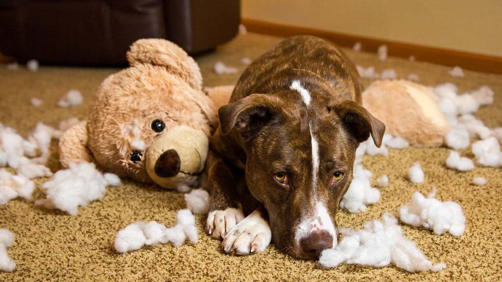 A guilty-looking dog lying beside a torn teddy bear with stuffing scattered around on the carpet, showing a playful mess.