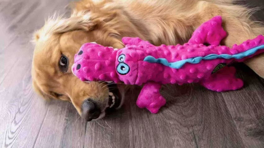 A golden retriever lies on the floor gently chewing and playing with a bright pink plush dog toy shaped like a lizard, featuring cartoon-style eyes and textured bumps.