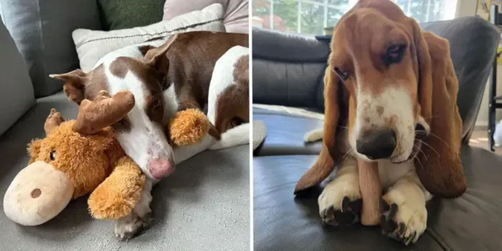 Two dogs resting with their favorite plush toys — one cuddling a stuffed moose and the other sitting calmly holding a toy between its paws on a couch.