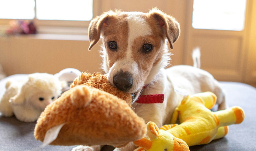 Small brown and white dog wearing a red collar playing with a soft plush toy while surrounded by other stuffed animal toys on a couch.