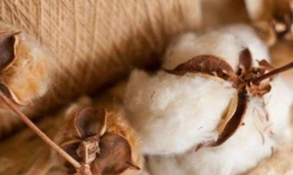 Close-up of natural organic cotton bolls with brown husks, showing soft, fluffy fiber texture used in eco-friendly plush toy stuffing.