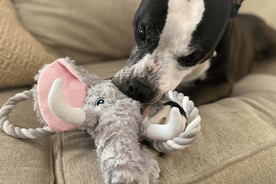 A black-and-white dog chewing on a gray elephant plush toy with rope handles on a couch.