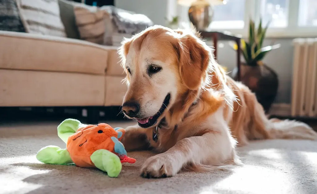 A golden retriever lying on a living room carpet while gently playing with a colorful plush vegetable dog toy.