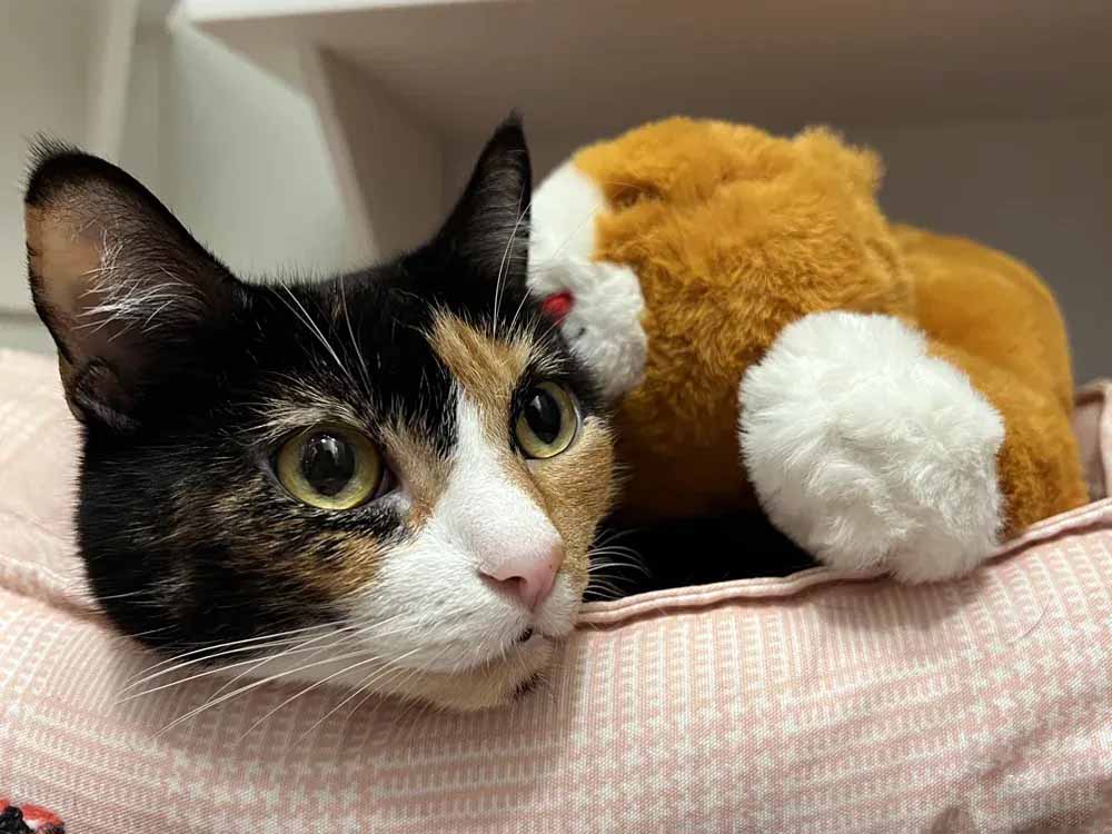 Calico cat resting on a pink cushion while cuddling a brown and white stuffed animal, looking relaxed and calm.