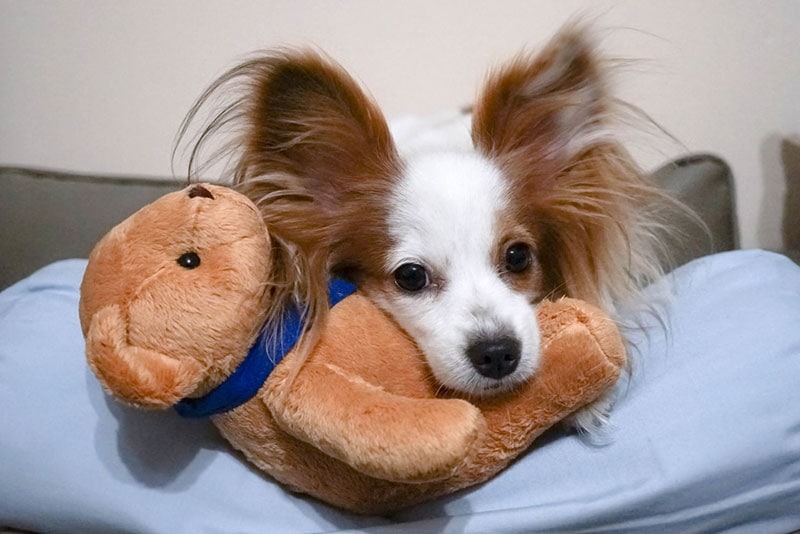 A small white and brown dog with large fluffy ears lying on a pillow and hugging a soft brown teddy bear.