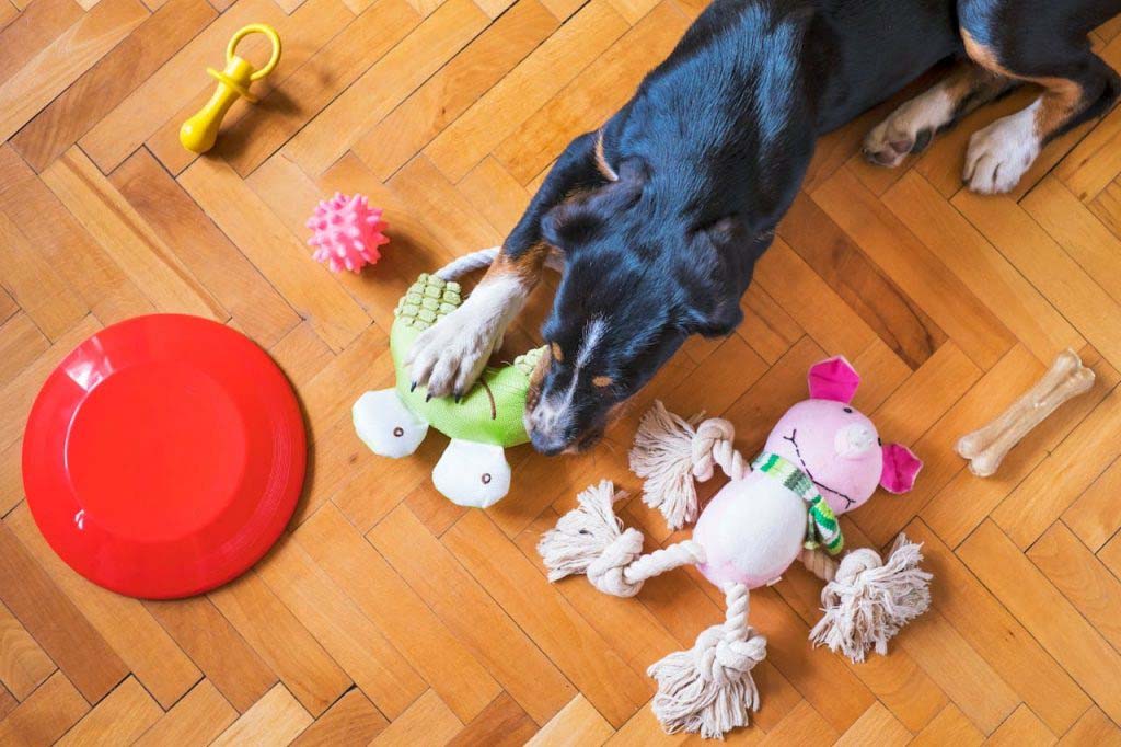 Dog lying on a wooden floor surrounded by toys, chewing on a green plush alligator.