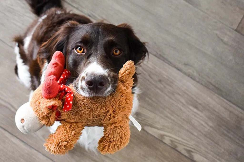 Brown and white dog looking up while gently holding a soft plush toy with a red bow in its mouth on a wooden floor.
