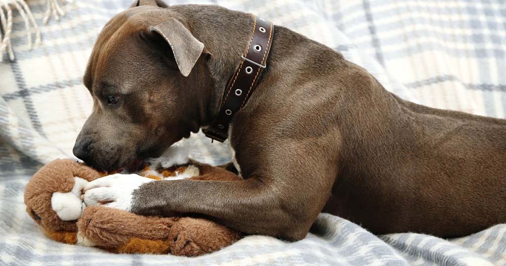 A muscular brown dog lying on a plaid blanket while chewing and holding a brown plush toy with its paws.