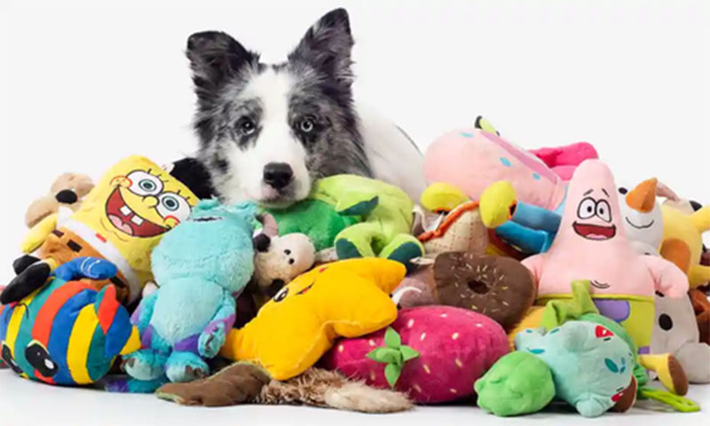 Border Collie lying behind a large pile of colorful plush toys, including cartoon characters and soft stuffed animals, on a white background.