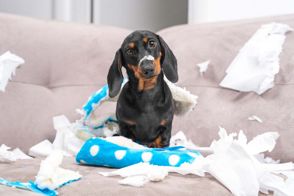 A small black-and-tan dachshund sitting on a couch surrounded by torn stuffing and shredded pieces of a blue plush toy with white polka dots.