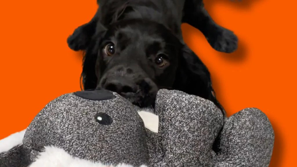A black dog tugging on a large gray plush toy against an orange background.