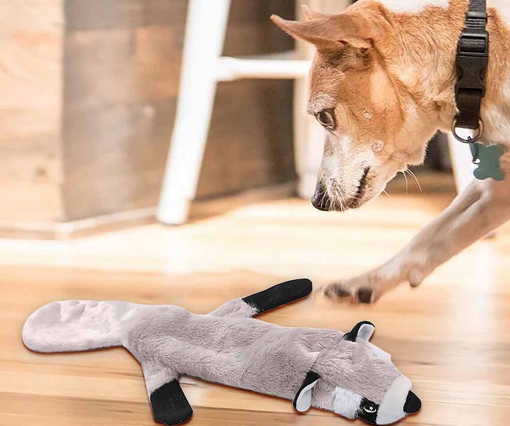 A dog crouches and interacts with a flat, stuffing-free plush raccoon toy on a wooden floor inside a home.