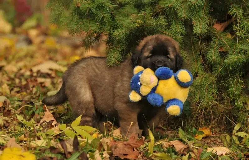 Young brown puppy standing on autumn leaves while carrying a yellow and blue plush toy in its mouth near evergreen bushes.
