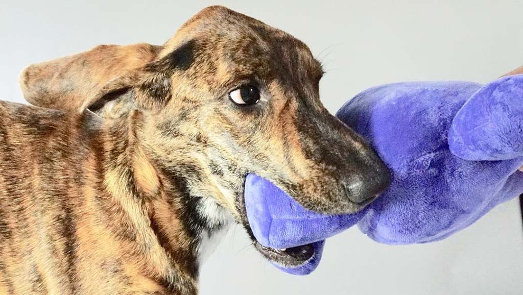 A brindle dog biting a purple plush toy during play, showing the toy’s durability and texture.