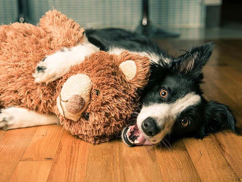 Border Collie lying on a wooden floor while hugging and chewing a large brown plush teddy bear toy.