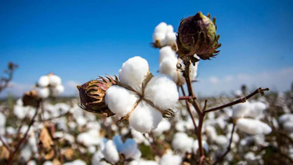Close-up of cotton bolls growing in a field under clear blue sky, showing natural cotton fibers used in eco-friendly plush toy stuffing.