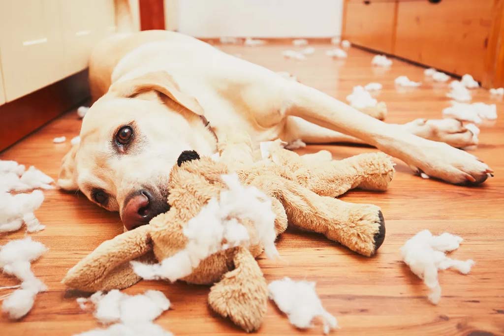 A Labrador dog lying on a wooden floor surrounded by torn stuffing while chewing on a destroyed plush toy.
