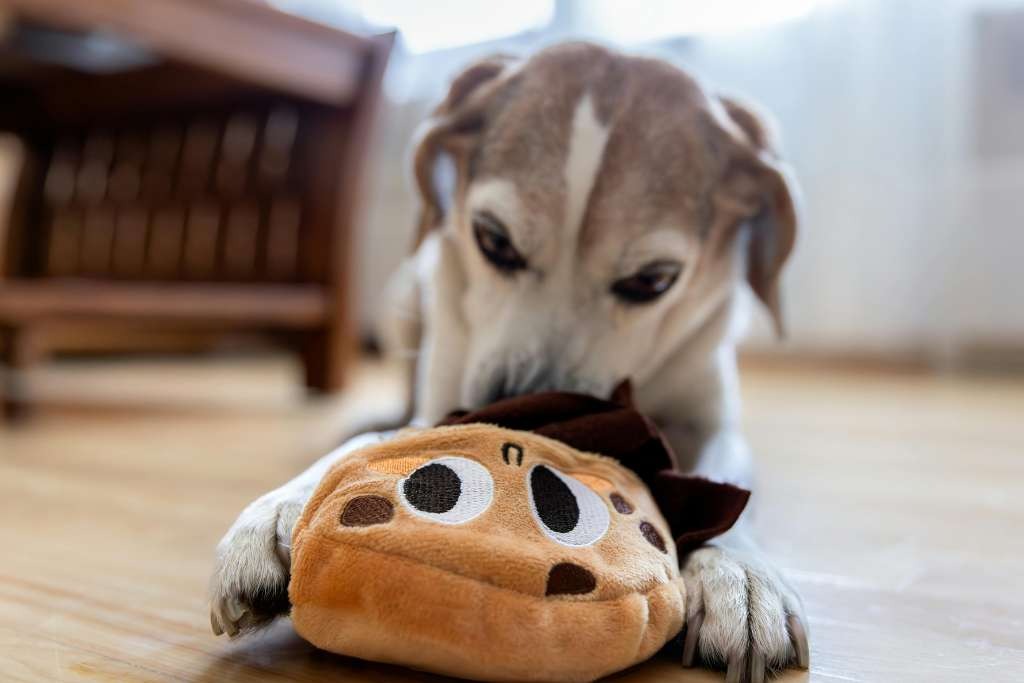 Small brown-and-white dog lying on the floor while chewing on a soft plush toy shaped like a smiling cookie.