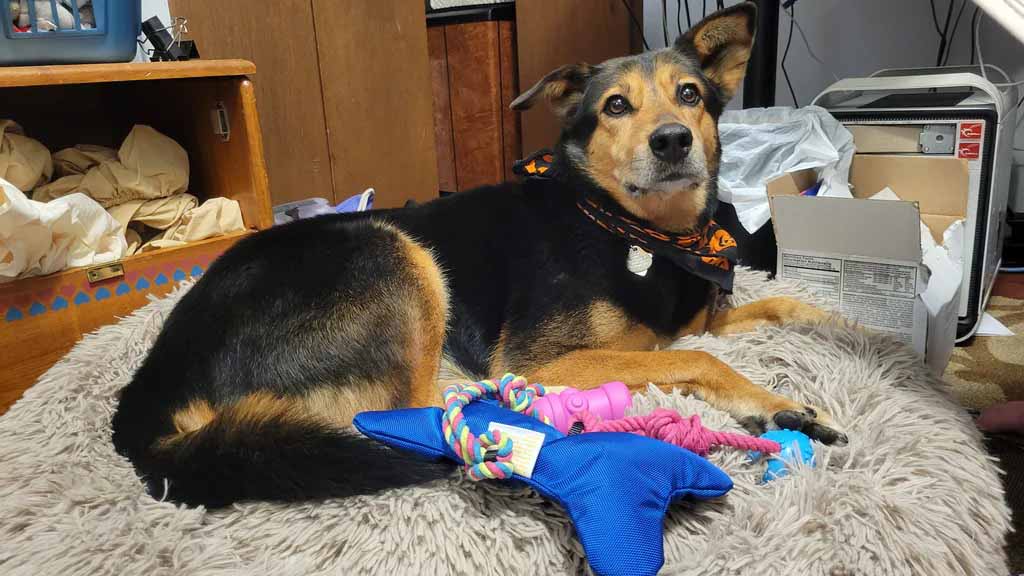 Brown and black dog lying on a fluffy pet bed surrounded by colorful chew toys, looking up calmly in a cozy indoor room.