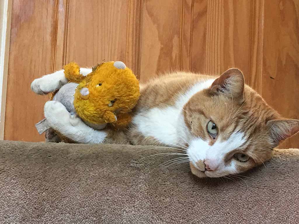 Orange and white tabby cat lying on a carpeted step while hugging a small stuffed lion toy, looking relaxed and gazing toward the camera.