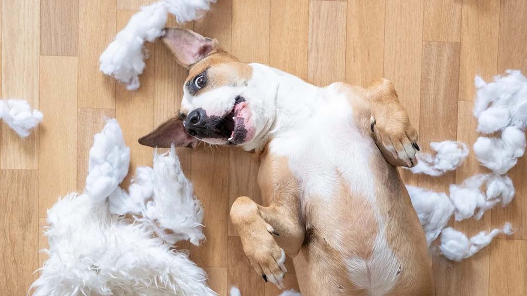 Playful brown and white dog lying on a wooden floor surrounded by torn white stuffing and pieces of a destroyed plush toy.