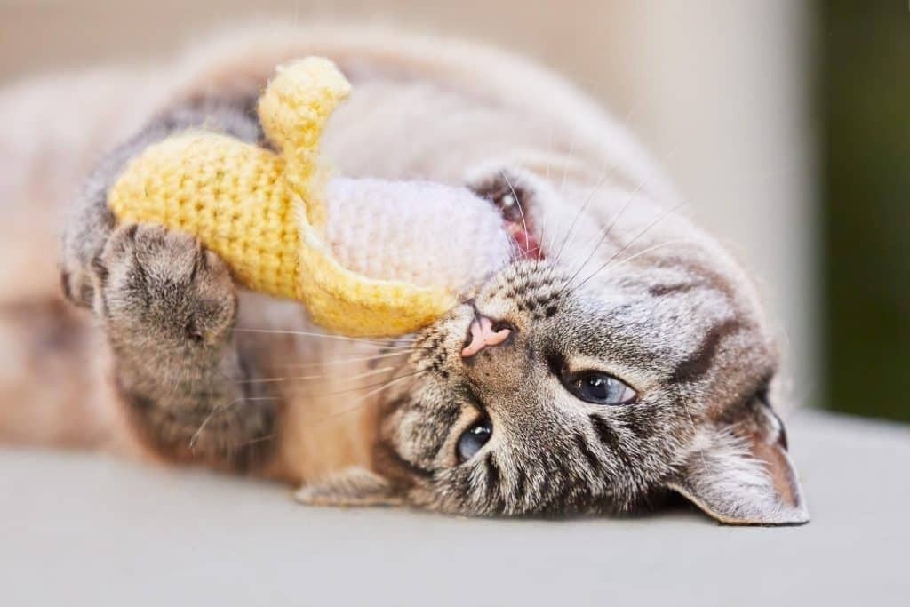 Grey tabby cat lying on its side while holding and chewing a small yellow knitted toy, looking playful and relaxed.