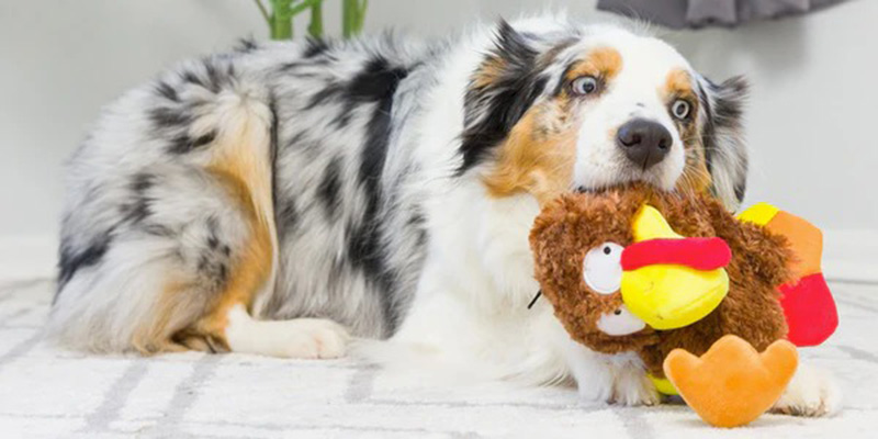 Dog chewing a colorful turkey plush toy while lying on a carpet.