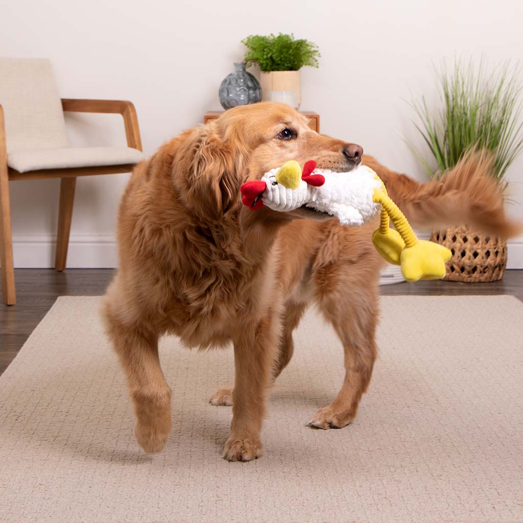 Golden retriever carrying a plush chicken toy while walking indoors on a carpet.