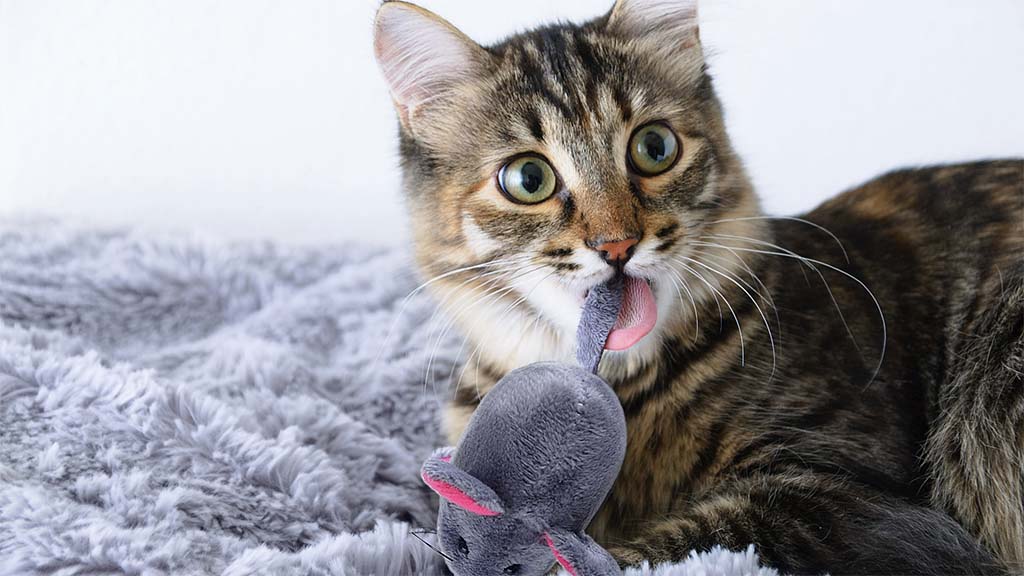 Tabby cat lying on a soft grey blanket while licking and biting a small plush mouse toy.