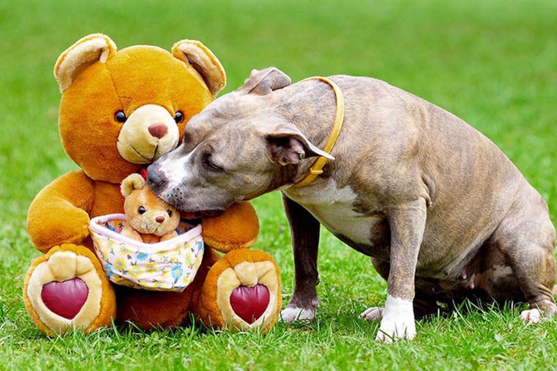 Adult dog sitting on grass gently sniffing a large teddy bear holding a small plush bear in a basket.