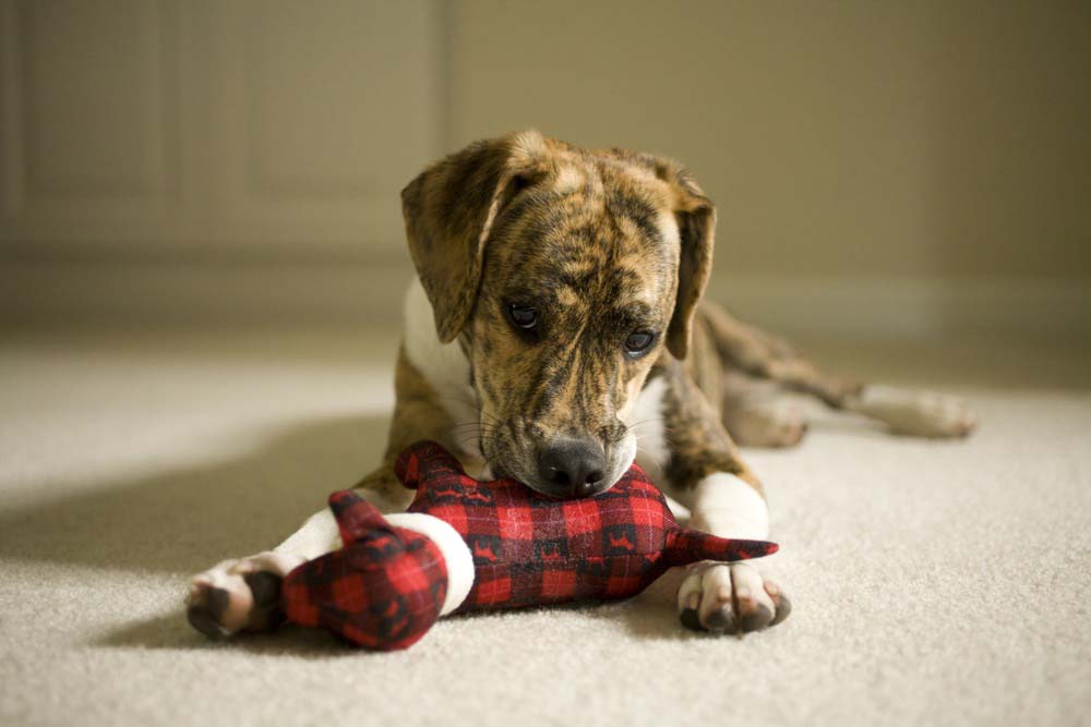 Brindle mixed-breed dog lying on a carpet and chewing a red plaid stuffed toy, showing typical dog interaction with plush toys for comfort, play, or soothing behavior.