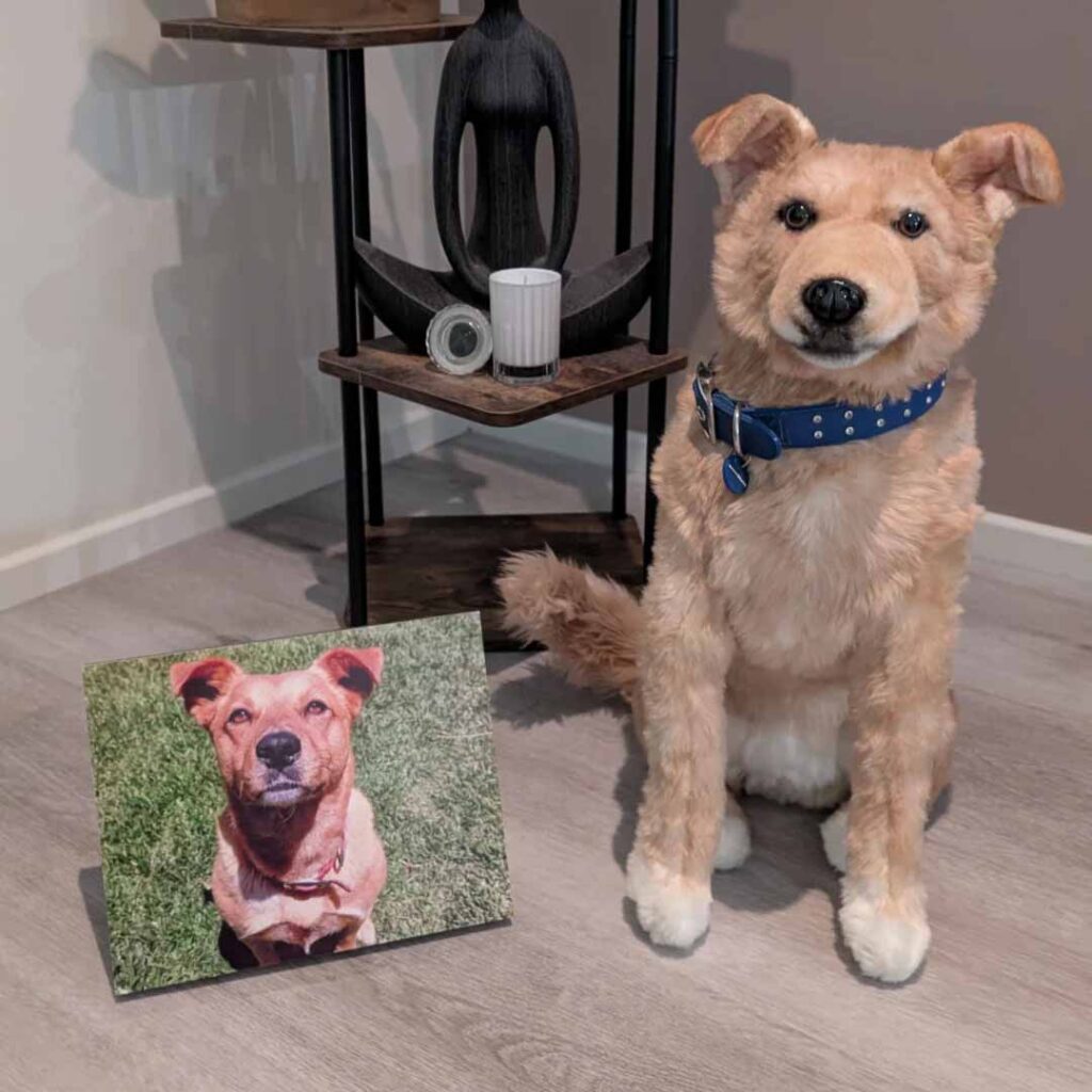 Custom-made realistic dog replica plush sitting indoors beside a printed photo reference, showing accurate fur color matching, facial proportions, ear shape, and lifelike posture.
