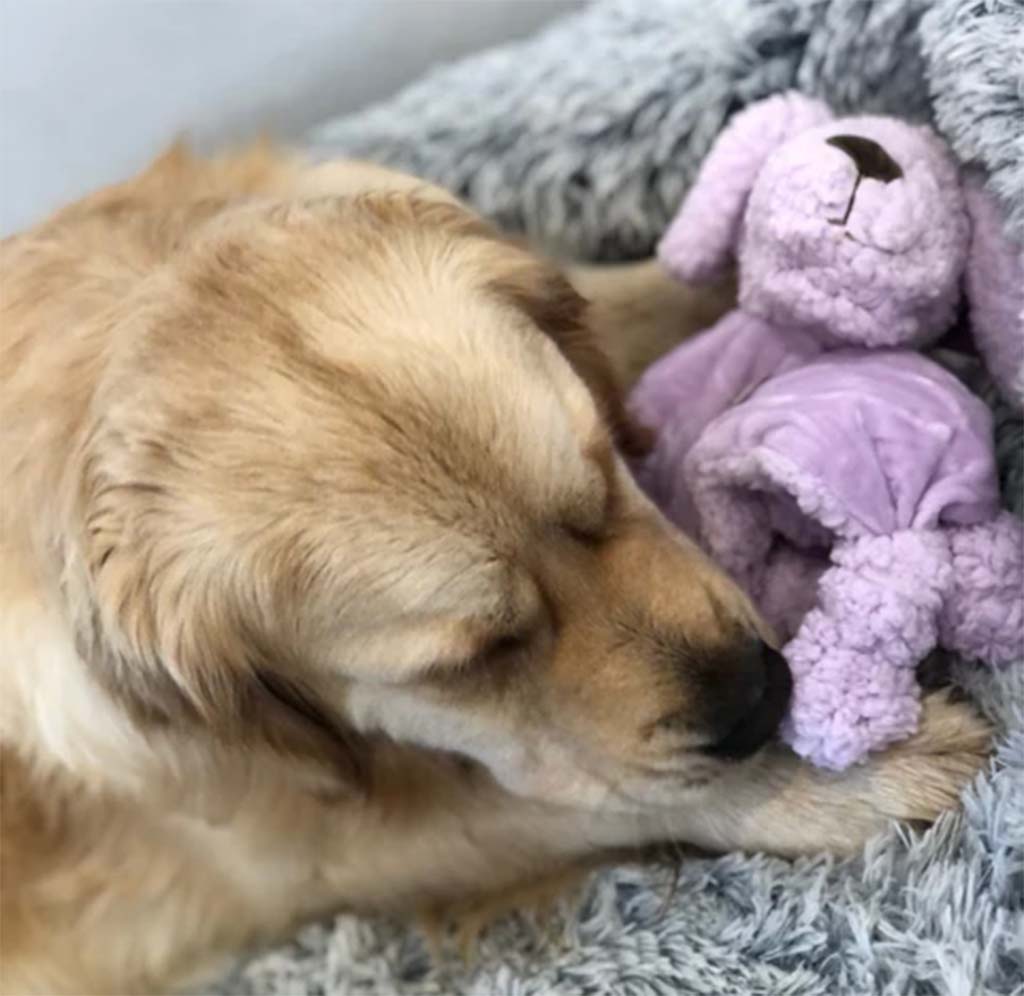 Golden dog sleeping on a soft gray blanket while cuddling a small purple plush toy.