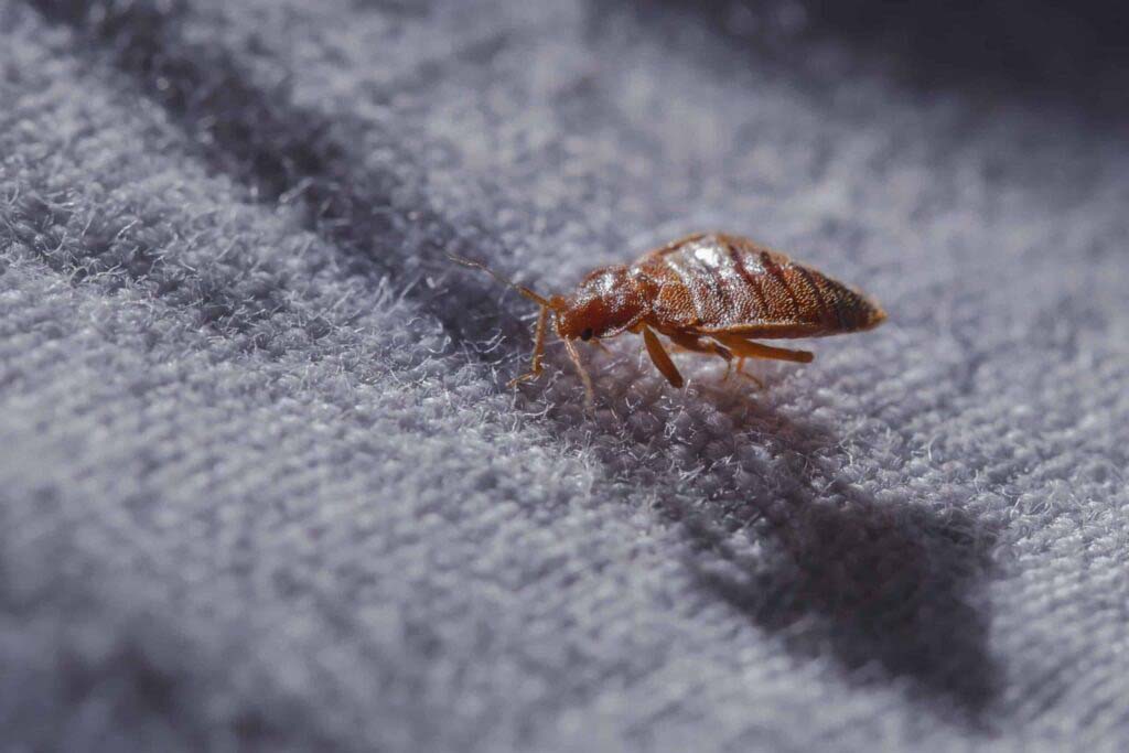 Close-up of a bed bug crawling on blue fabric.