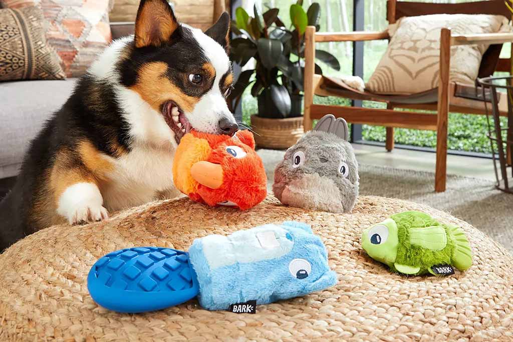 A playful corgi bites an orange plush toy while sitting at a woven ottoman surrounded by other colorful plush dog toys, including blue, green, and gray characters, in a cozy living room setting.