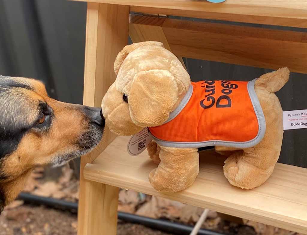 A real dog sniffs a small plush guide dog toy wearing an orange vest while it stands on a wooden shelf.