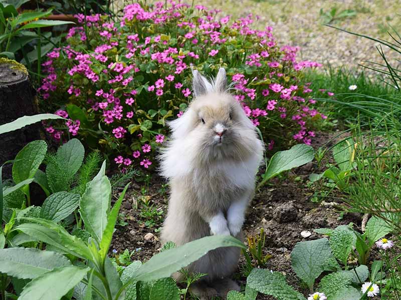 Fluffy rabbit standing in a garden surrounded by green plants and pink flowers.