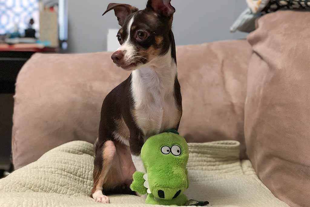 A small brown and white dog sitting on a couch with a green plush alligator toy under its paw, looking alert and curious.
