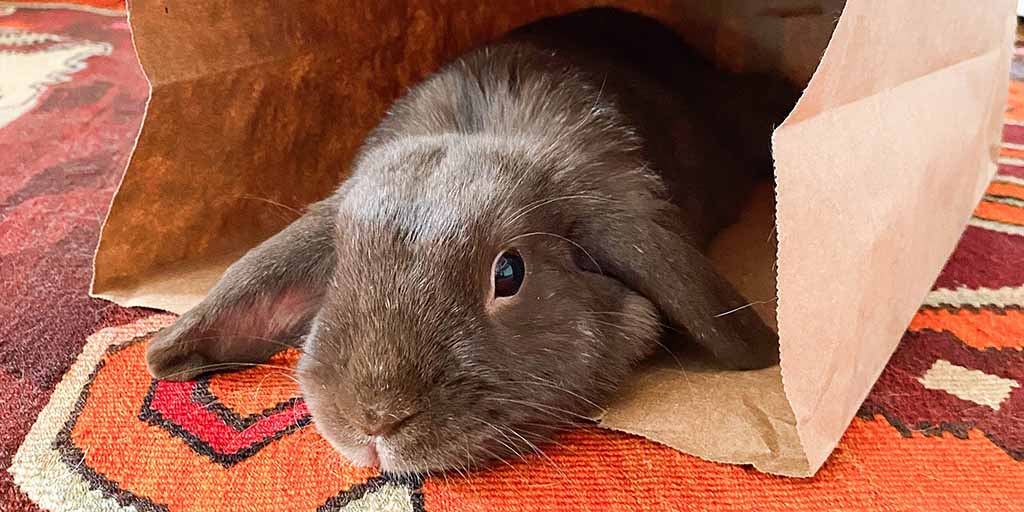 Pet rabbit resting inside a paper bag on a patterned rug.