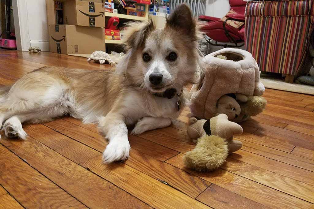 A small brown and white dog lying on a wooden floor next to a plush hide-and-seek toy filled with stuffed squirrels in a cozy living room.