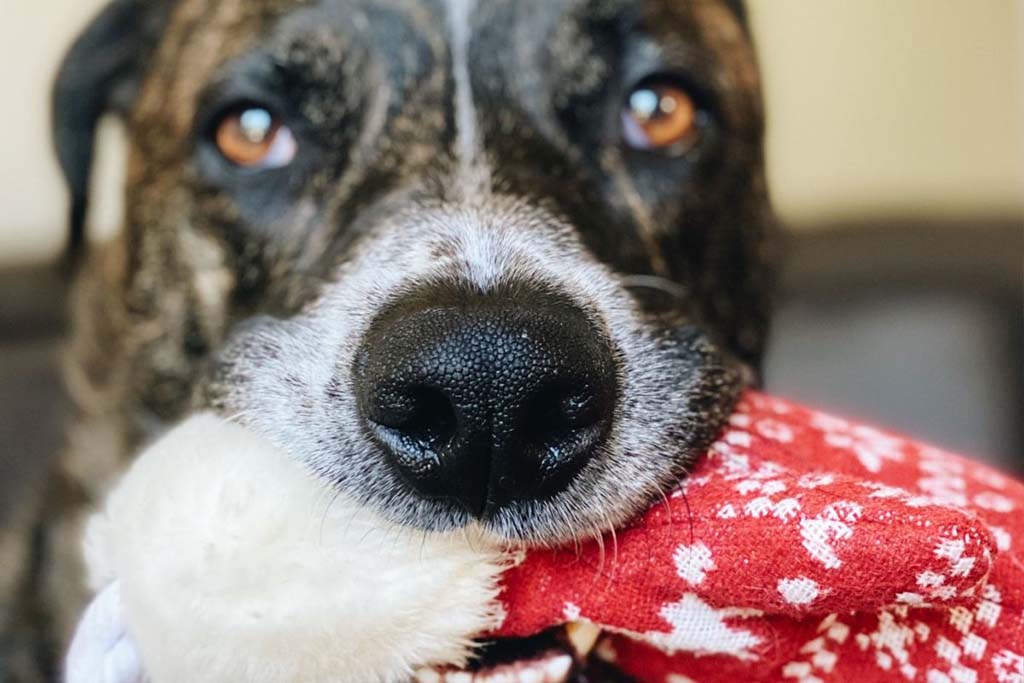 Close-up of a dog holding a red patterned fabric toy in its mouth, showing its nose and warm brown eyes.